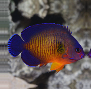 Centropyge bispinosa