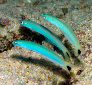 Ptereleotris heteroptera