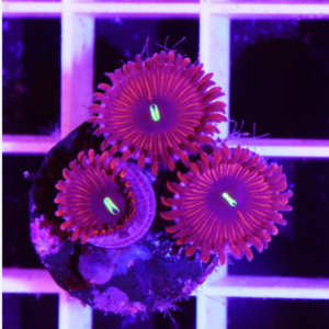 Zoanthus red people eater - 3-4 polipi, GRADO A