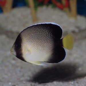 Apolemichthys xanthurus