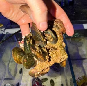 Bivalvi filtratori - colonia 5-6 esemplari