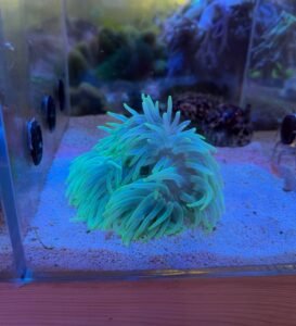 Radianthus malu green, red foot - XL