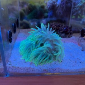 Radianthus malu green, red foot - XL