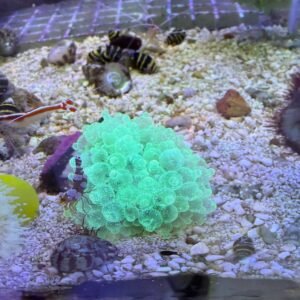 Entacmaea quadricolor green fluo