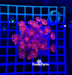 Goniopora red black - medium