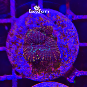 Lobophyllia corymbosa "Dark metallic "- medium