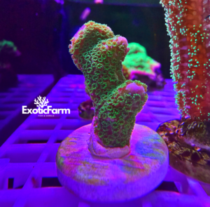 Montipora digitata, "green"