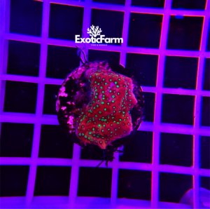 Montipora palawanensis "pink" - small