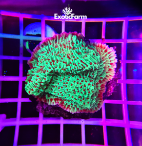 Montipora sp. “chili pepper” - medium