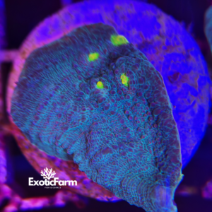 Mycedium blue "protruding polyps"- medium