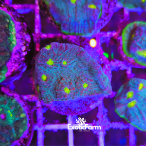 Mycedium, protruding polyps "blue" - medium