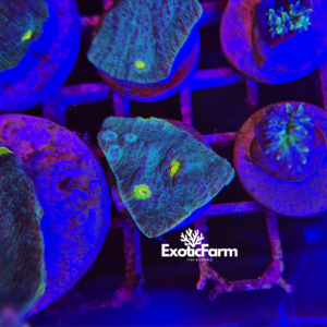 Mycedium blue "protruding polyps"- small