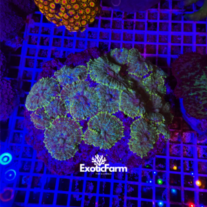 Rhodactis green toad - colonia15-20 polipi