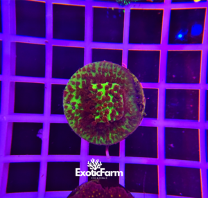 Stylocoeniella sp. “JF burning banana” - small