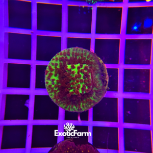Stylocoeniella sp. “JF burning banana” - small