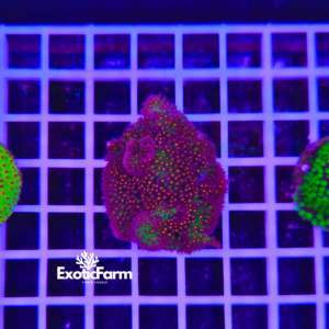 Stylocoeniella sp. "JF sunset"
