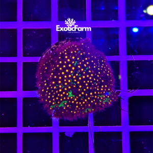 Stylocoeniella sp. "JF sunset" - small