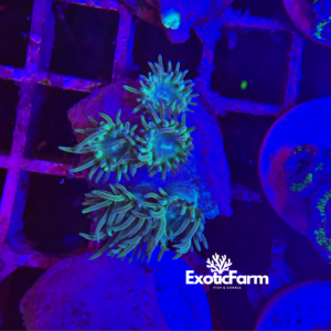 Turbinaria peltata green - small
