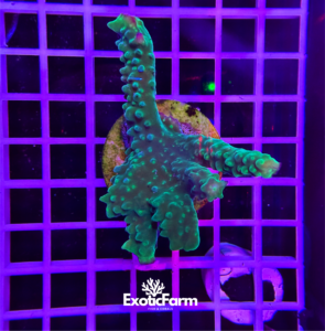 Acropora muricata "green" - medium