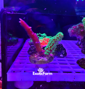 COMBO: S. hystrix e S. caliendrum