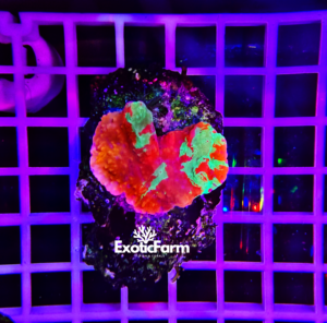 Montipora "grafted" - medium