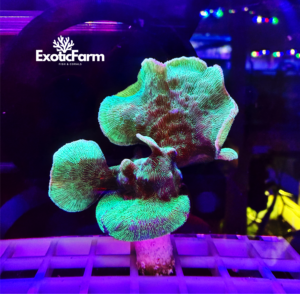 Pavona cactus green - medium