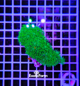 Clavularia viridis "full green" - medium