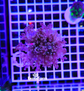 Euphyllia paradivisa "purple tips"