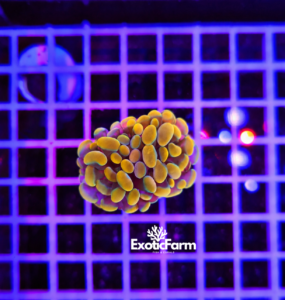 Euphyllia parancora "Gold nuggets"