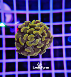 Euphyllia parancora "Olive Gold Hammer"