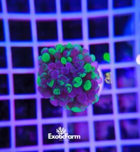 Euphyllia parancora "Splatter Branching"