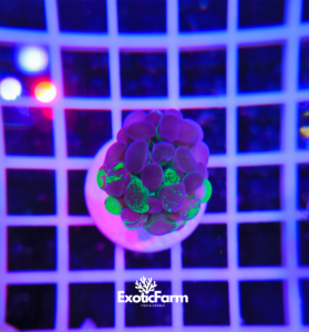 Euphyllia parancora "half Splatter"