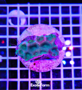 Goniastrea sp. - "green eyed" wysiwyg