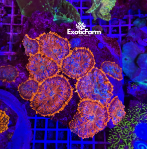 Rhodactis "forest fire" colonia 10 polipi