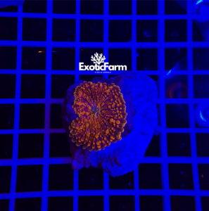 Ricordea yuma "full orange"
