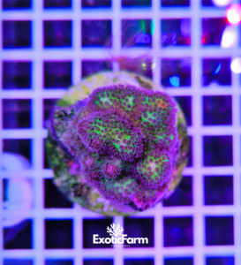 Stylocoeniella sp. - "vivid purple" wysiwyg