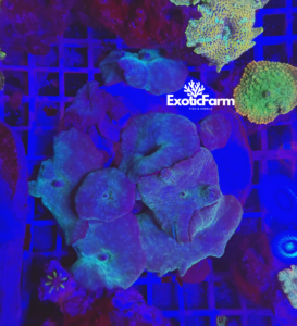 Discosoma "Blu" colonia madre