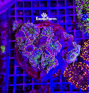Ricordea yuma "green purple" colonia madre