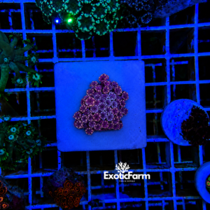 Alveopora sp. - "black petal" - medium