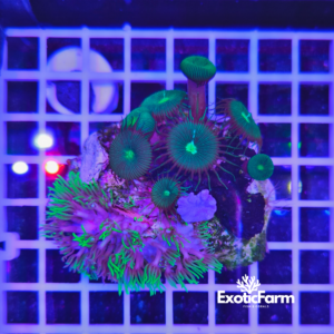 Combo di Briareum, Palytoa Green e Sinularia allevata nella nostra farm in Italia. Un pezzo unico, già cresciuto sulla stessa basetta e pronto per l'acquario.