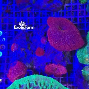 Discosoma interstellar colonia medium