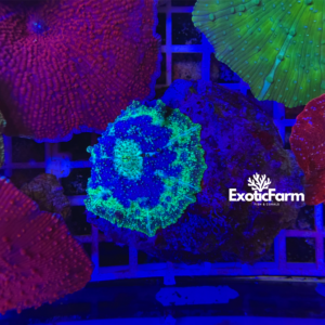 Discosoma "segment mushroom"