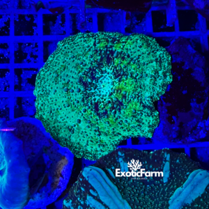 Discosoma Alien allevato nella nostra farm in Italia. Corallo molle con superficie bitorzoluta e verde uniforme, già adattato alla vita in acquario.