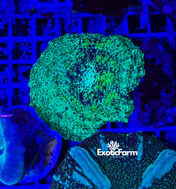 Discosoma Alien allevato nella nostra farm in Italia. Corallo molle con superficie bitorzoluta e verde uniforme, già adattato alla vita in acquario.