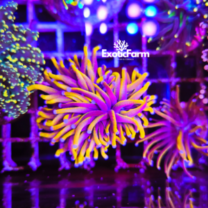 Euphyllia glabrescens "24k ultra"