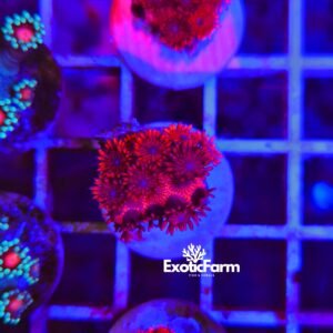 Goniopora - "Cherry blue red"