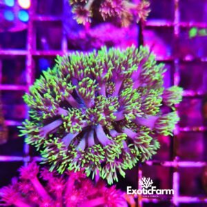 Goniopora Grinch Purple è una varietà molto ricercata per il particolare contrasto tra il fusto dei polipi e la loro parte terminale. I lunghi polipi presentano una base lilla tendente al violetto, mentre l'estremità assume una vivace colorazione verde fluorescente che crea un effetto davvero unico.