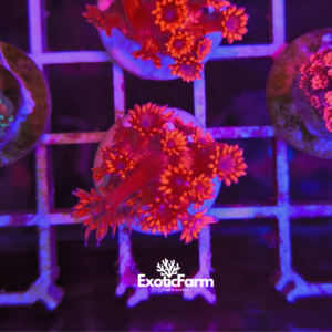 Goniopora - "Ora metallic red"