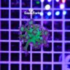 Goniopora blueberry glitter