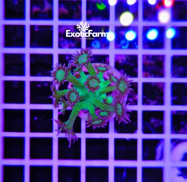 Goniopora blueberry glitter